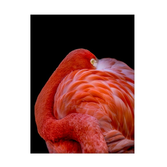 Canvas Wall Art - Chris Coenders 'Flamingo' Wall Art for Living Room, Bedroom, or Office D?cor by Trademark Fine Art - 14 x 19 Inches