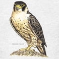 thumbnail image 4 of CafePress - Peregrine Falcon Bird Kids Light T Shirt - Light Classic Kids Graphic, Short Sleeve T-Shirt, Sizes XS-XL, 4 of 5