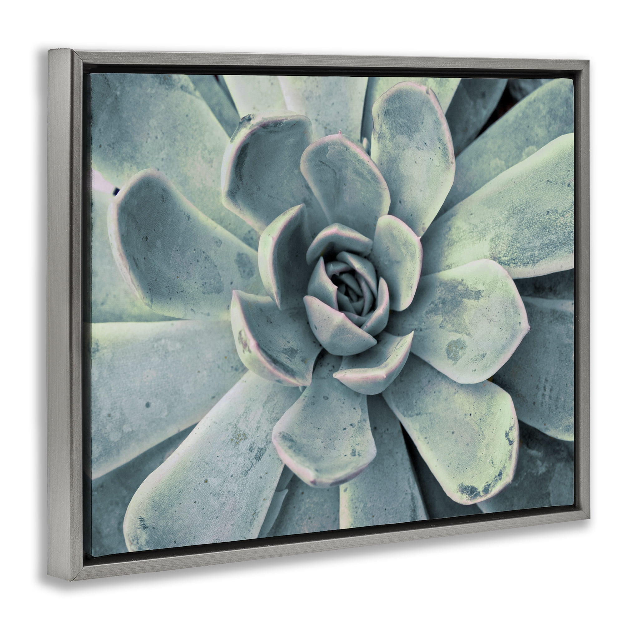 Stupell Industries Green Cactus Succulent Botanical & Floral Photography Gray Floater Framed Canvas Art Print Wall Art, 21 x 17