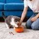 thumbnail image 1 of RKSTN Cat Bowls Large Capacity Plastic Dog Bowl, Non-Slip Easy to Clean Pet Bowl, Pet Utensils Orange, 1 of 6