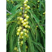 10 INDIAN GOOSEBERRY Phyllanthus Emblica Emblic Edible Fruit Tree Seeds
