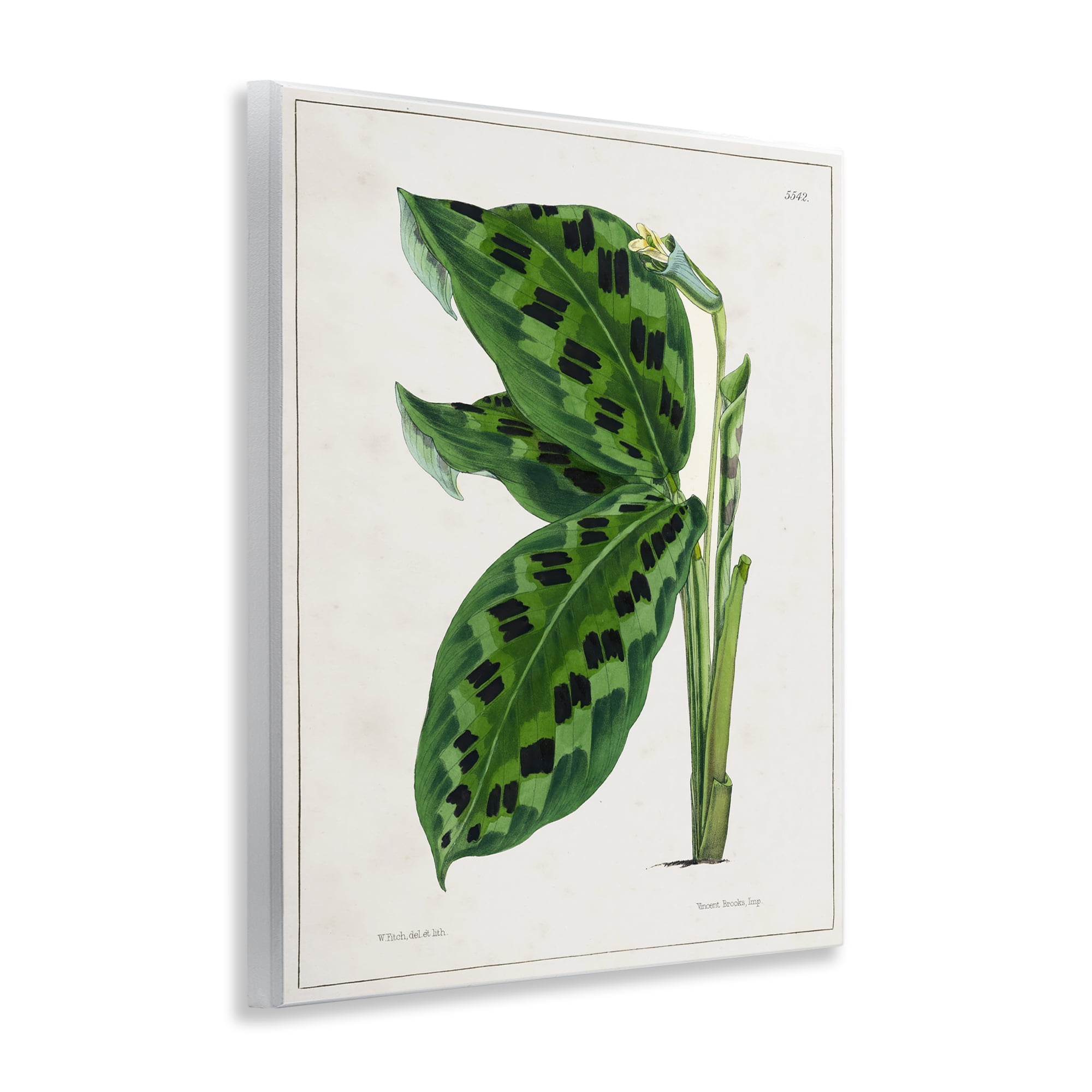 Stupell Industries Lush Plant Leaf Study Plants & Flowers Painting Unframed Art Print Wall Art, 11 x 14