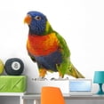 thumbnail image 1 of Rainbow Lorikeet Trichoglossus Haematodus Wall Decal by Wallmonkeys Peel and Stick Graphic (36 in W x 34 in H) WM315608, 1 of 4