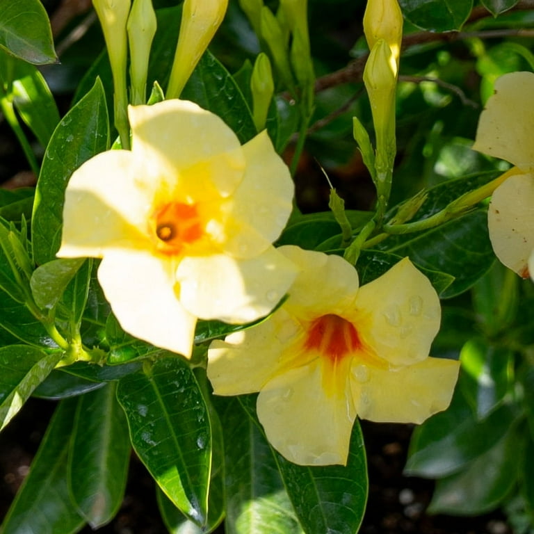 Island Blooms Live Outdoor Yellow Mandevilla in 1.5 Pint Pot