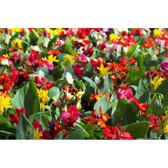 Seedville 5 Mixed Canna Lily Flower Seeds