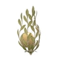 thumbnail image 5 of Crystorama Lighting Group 561-GA Broche 2 Light 16" Tall Wall Sconce - Gold, 5 of 7