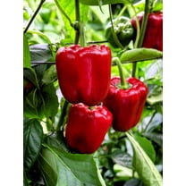 150 Seeds Yolo Wonder Sweet RED BELL PEPPER Capiscum Annuum Vegetable Seeds