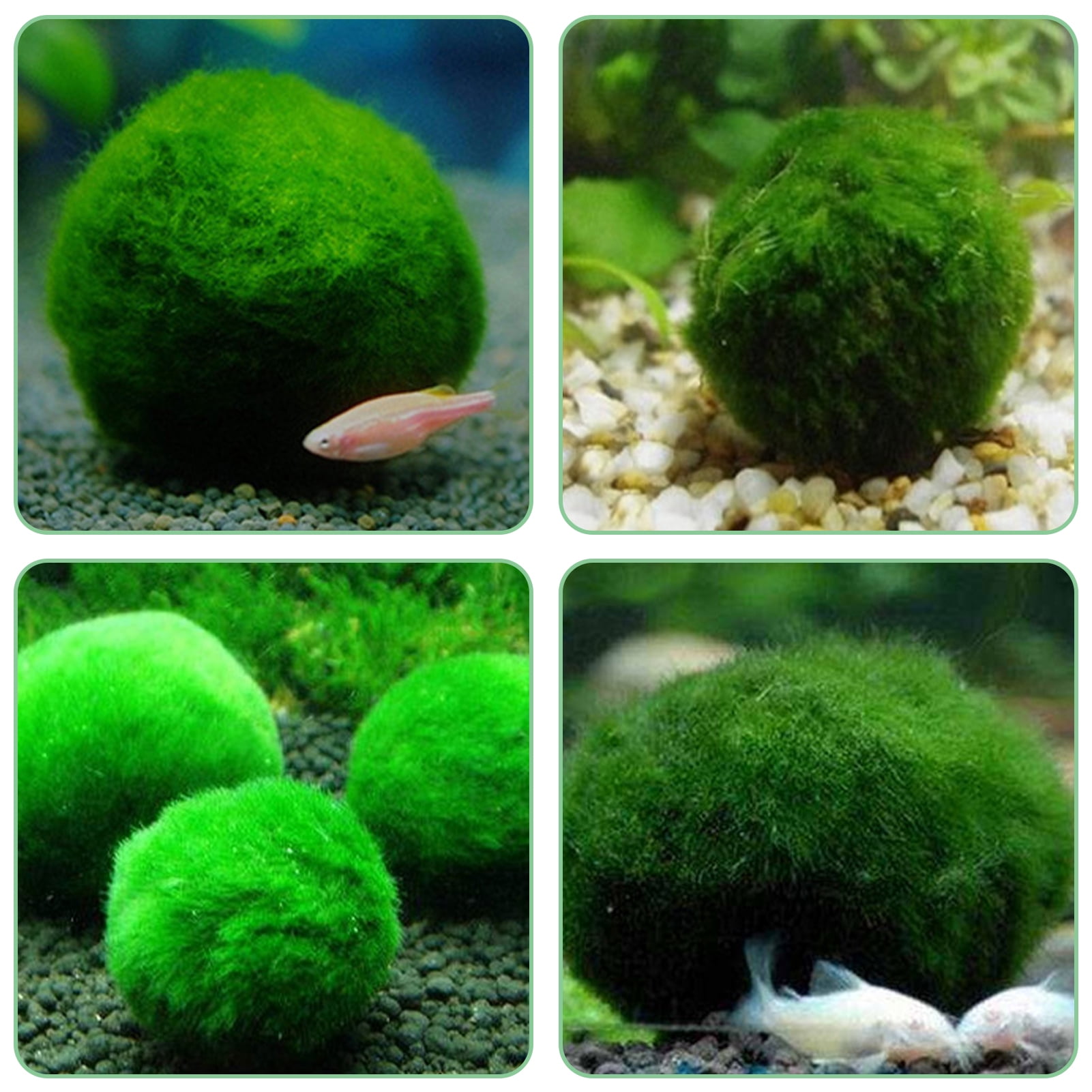 Moss Ball x5-aquarium plant decoration ornament SU20 