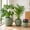 A-SH002-Green, variant on 3-Piece Large Concrete Planter Set for Indoor & Outdoor Use - Round Garden Pots (18, 13, 9 Inch Dia) with Drainage Hole & Plug (SH002)