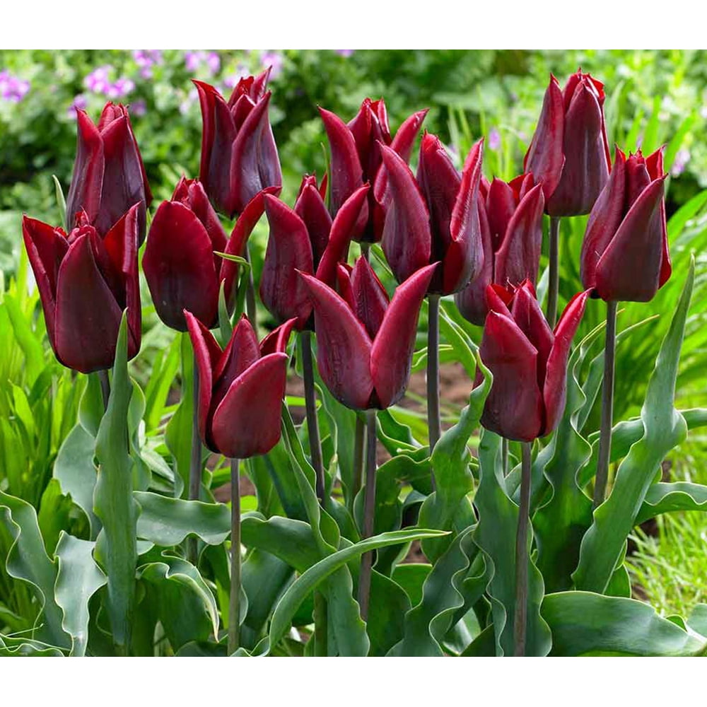 Lasting Love Lily Flowering Tulip 8 Bulbs Deep Red 12/+ cm Bulbs