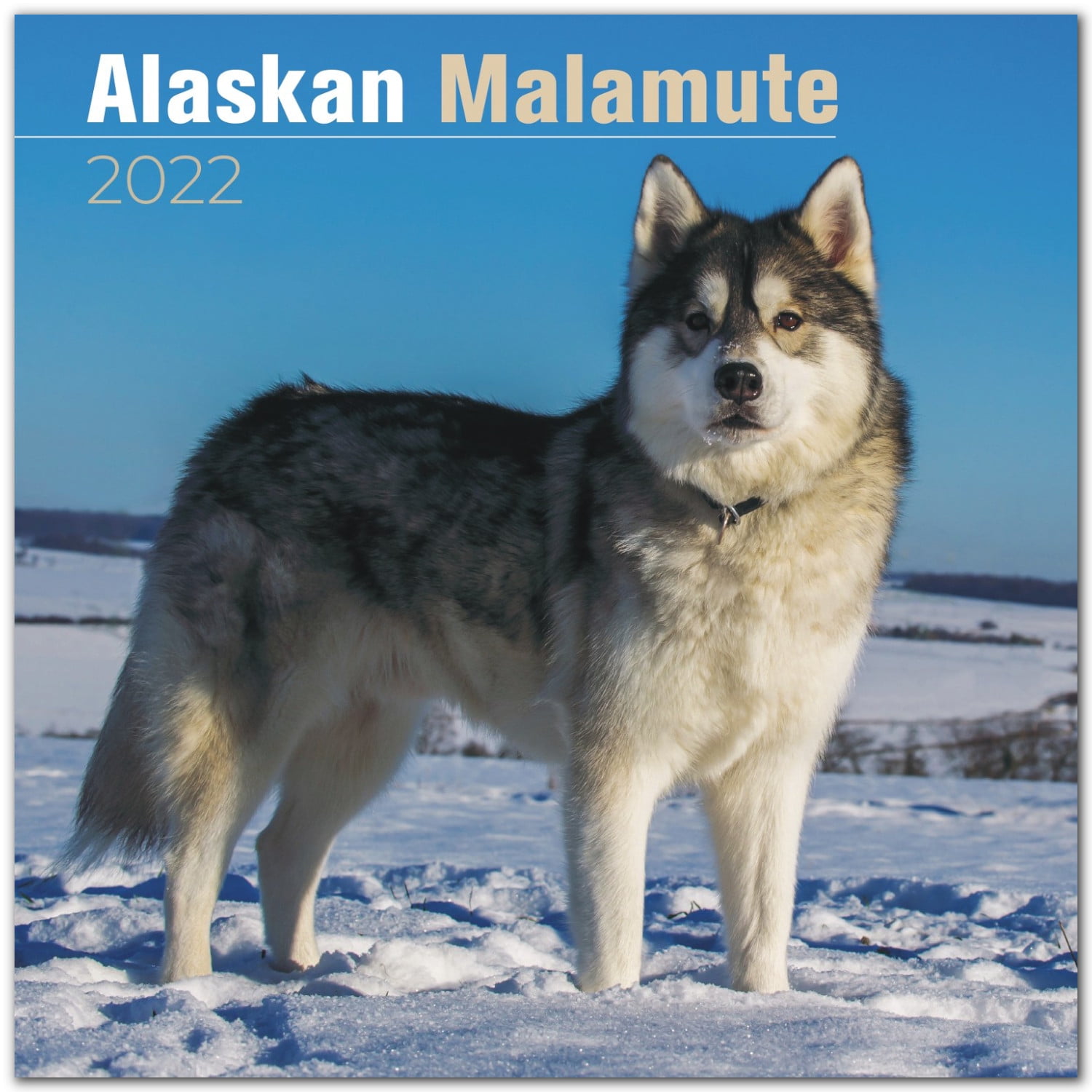 12 x 12 Inch 2022 Siberian Huskies Wall Calendar by Bright Day Cute Dog Puppy