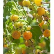 Earthcare Seeds - Golden Currant 50 Seeds (Ribes Aureum) Heirloom - Open Pollinated