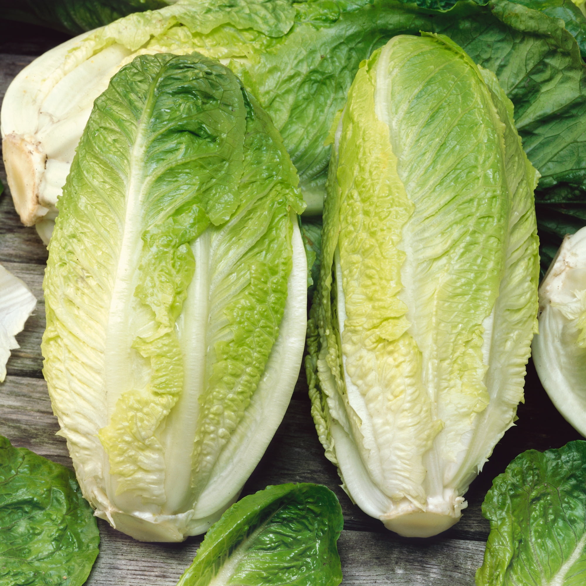 Giant Caesar Romaine Lettuce Seeds 1 g Packet 850 Seeds NonGMO