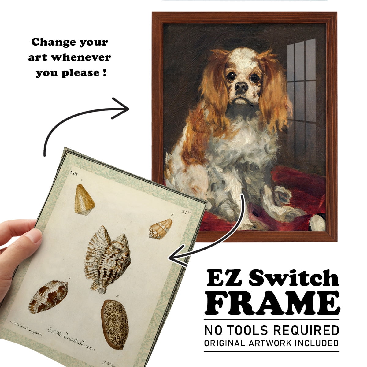 Bookplate Shells II - Framed Print w/glass - Chestnut