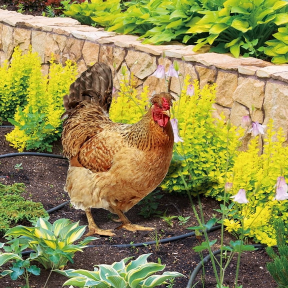Brixlen Realistic Hen Acrylic Garden Stake, Lifelike Chicken Yard Art Sign, Weatherproof Animal Ornament for Backyard Patio Lawn Farm Landscape Decoration