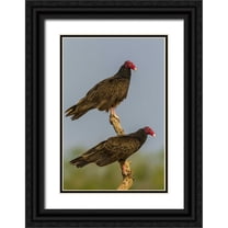 Illg, Cathy and Gordon 11x14 Black Ornate Wood Framed with Double Matting Museum Art Print Titled - Texas, Hidalgo Co Turkey vulture pair on stump