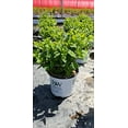 thumbnail image 6 of Fire Light Tidbit® Panicle Hydrangea, 6 of 6
