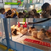 Hatching Time Chick Brooder - 2 Section H:15 (Power-Washable, Durable, ABS Plastic) | Ciimuka