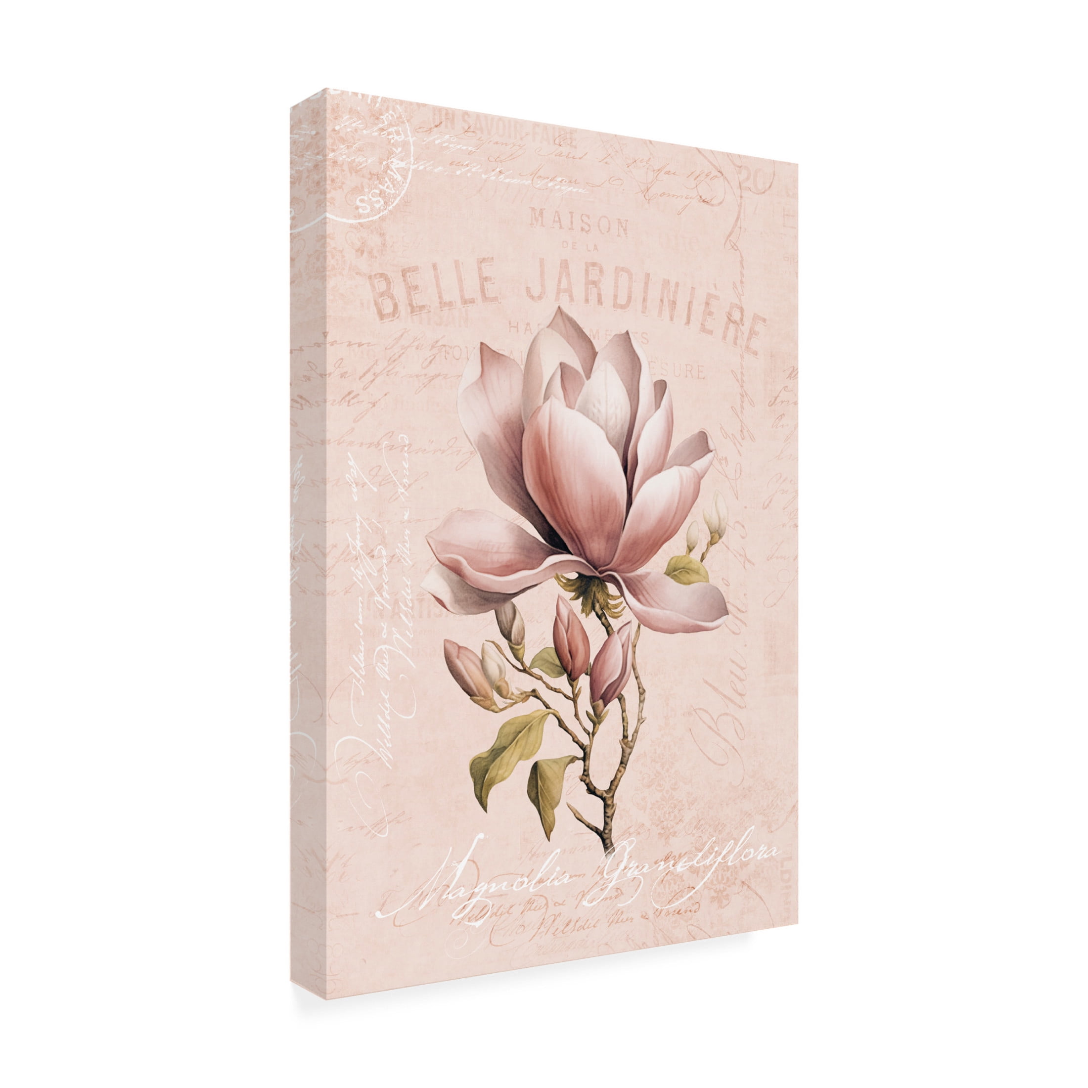 Trademark Fine Art Andrea Haase Magnolia Blush No1 Canvas Wall Art