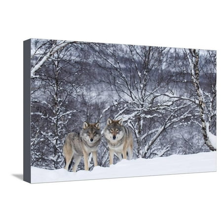 Two European Grey Wolves (Canis Lupus) In Woodland, Captive, Norway, February Stretched Canvas Print Wall Art By Edwin