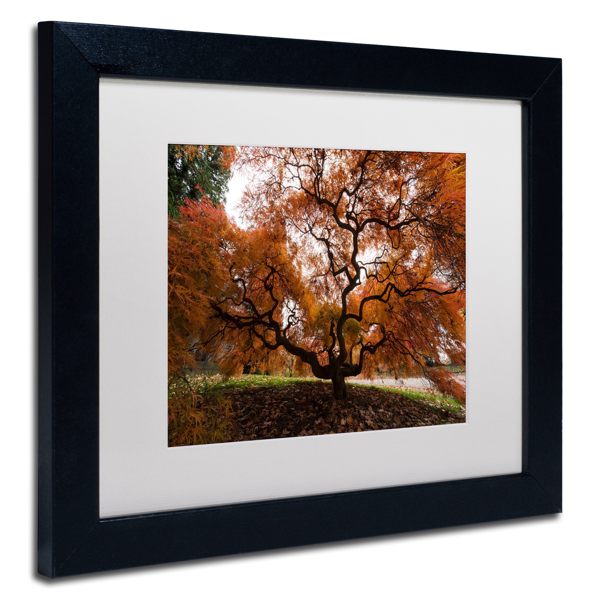 Trademark Fine Art "Autumn Japanese Maple Tree" Canvas Art by Kurt Shaffer, White Matte, Black Frame