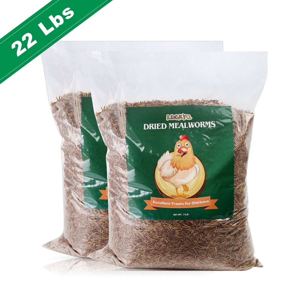 NonGMO Dried Mealworms 100 Natural for chickens Birds Bluebirds