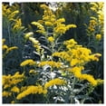 thumbnail image 2 of Everwilde Farms - 1/4 lb Old Field Goldenrod Native Wildflower Seeds - Gold Vault Bulk Seed Packet, 2 of 4