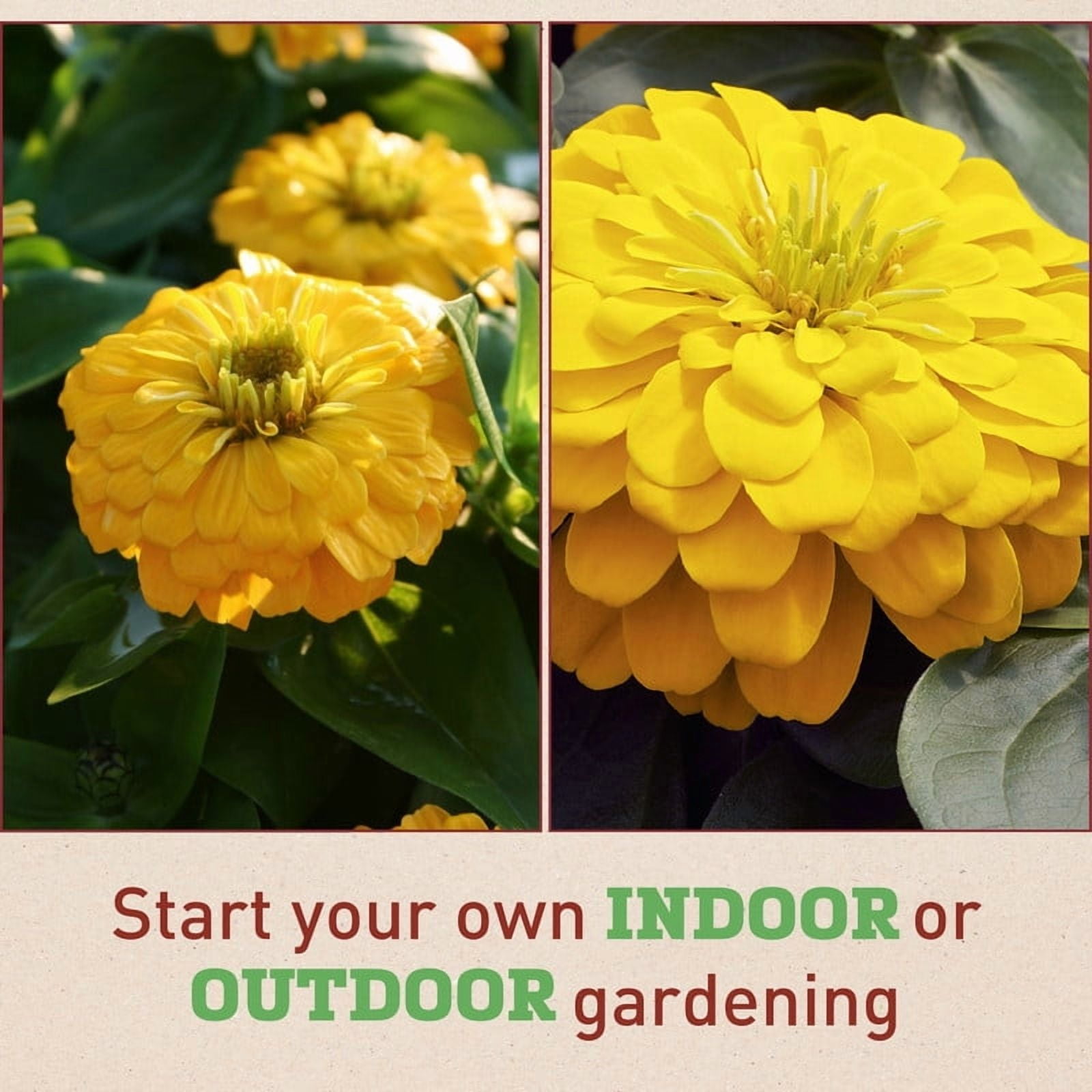 Harris Seeds - Zinnia Seeds - Magellan Yellow F1 Variety - Annual Flower - 250 Seeds