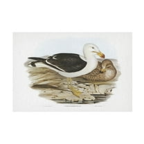 Trademark Fine Art Elizabeth Gould Seabird Pairing I Canvas Wall Art