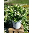 Proven Winners Spiraea betulifolia Glow Girl (Birchleaf Spirea) Shrub