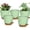 Green, variant on 5PCS Plant Pots Set,7/6.5/6/5.5/5 Inch Self Watering Planters with Drainage Hole and Saucers,Plastic Flower Pots,Nursery Planting Pot for Indoor Outdoor Plants, Flowers, and Cactus,Green(Green)