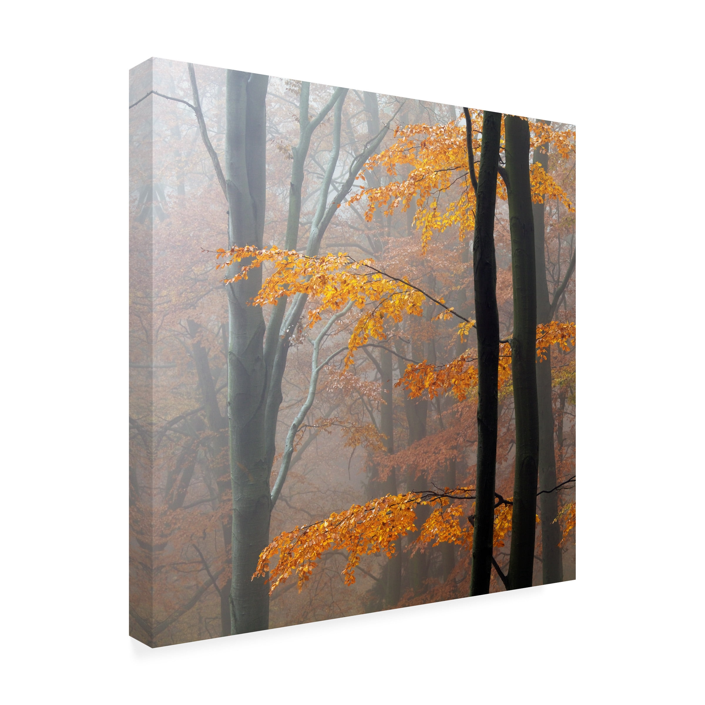 Martin Rak 'Autumn Forest' Canvas Art
