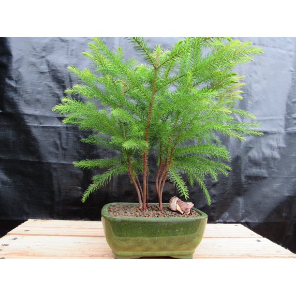 Norfolk Island Pine Bonsai 3 Tree Forest Walmart Com Norfolk Island Pine Bonsai 3 Tree Forest Walmart Com