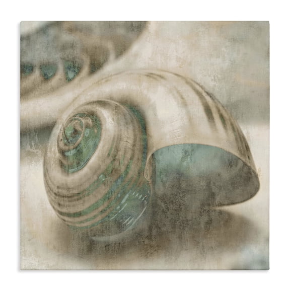 Stupell Industries Traditional Centered Shark Eye Seashell Canvas Art, 30 x 30, by Ziwei Li