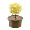 thumbnail image 1 of TISHITA Crystal Growing Yellow, 1 of 8