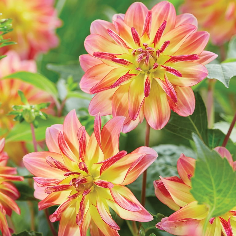 Expert Gardener Dahlia Pacific Ocean Set of 2 Dormant Bulbs Full