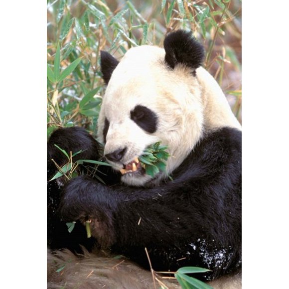 China, Wolong Nature Reserve, Giant panda bear Poster Print by Charles Crust (24 x 35)
