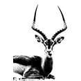 thumbnail image 2 of Sommers, Mindy 11x14 White Modern Wood Framed Museum Art Print Titled - Antelope, 2 of 4