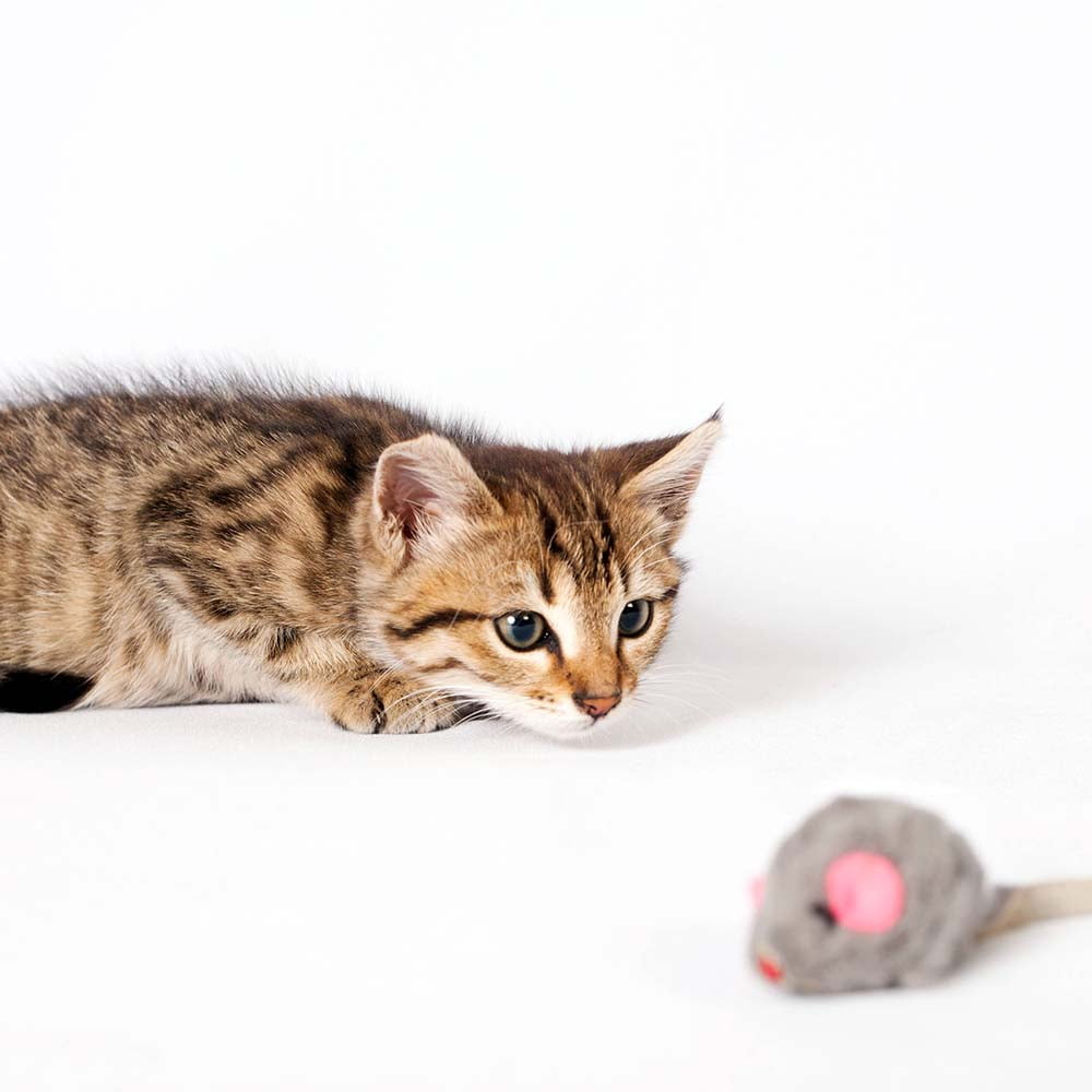 Purina Whisker Lickin's Crunchy Tuna Cat Treats - 10 Count | MerlinsMart Zine | Catnip Toy