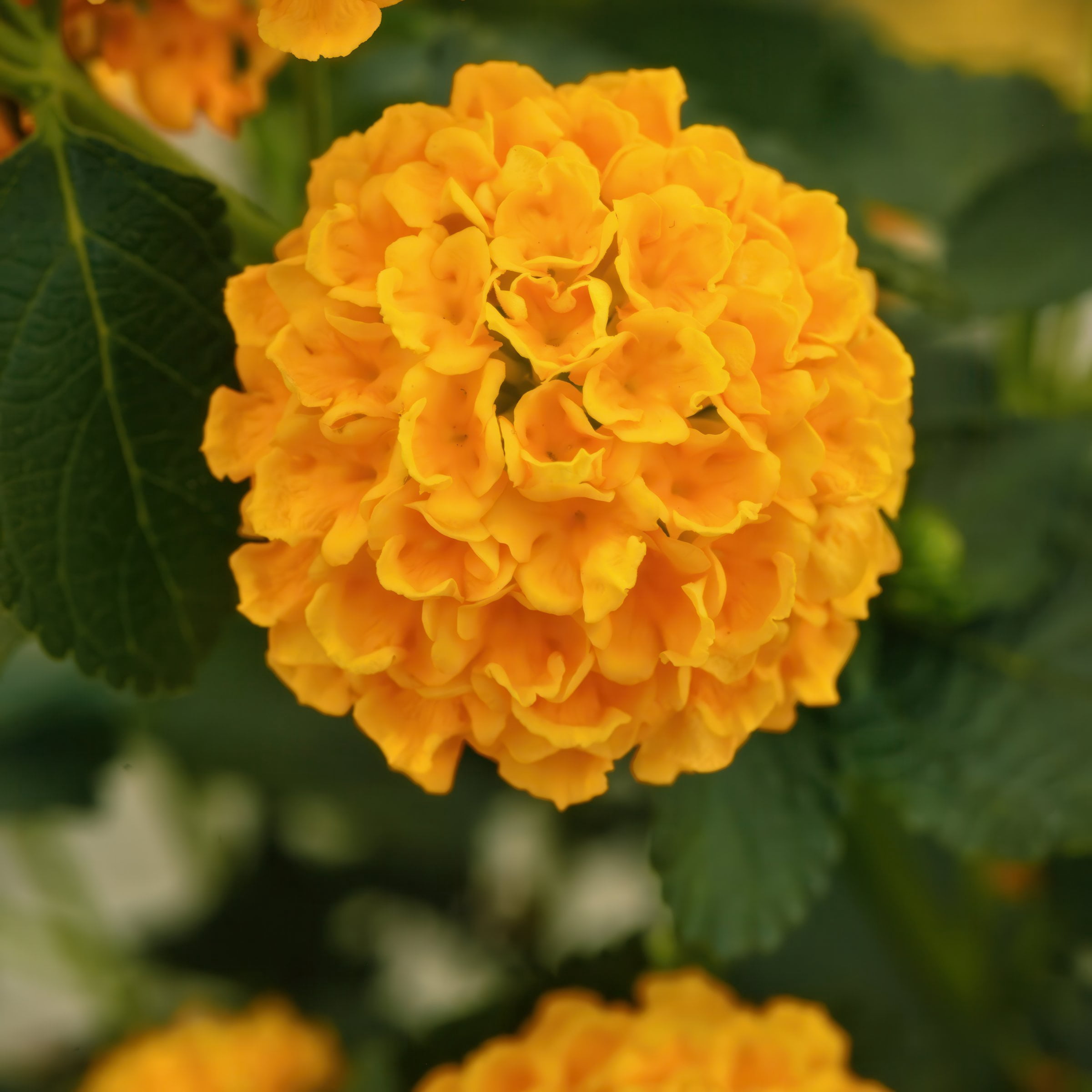 4 in. Lantana 3-N-1 Lucky Charm Live Annual Plant with Multicolor Flowers (3-Pack)