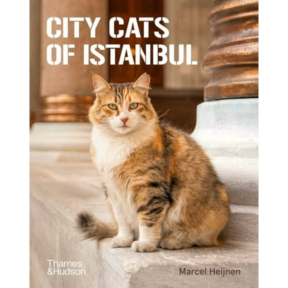 City Cats of Istanbul, (Paperback)
