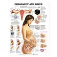 thumbnail image 2 of Pregnancy and Birth, 2 of 3