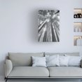 thumbnail image 3 of Alan Majchrowicz 'Fir Trees II BW' Canvas Art, 3 of 3