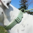 thumbnail image 4 of Vibrant Life Neoprene Cushioned Adjustable Dog Collar, Sage Green, Large, 4 of 8