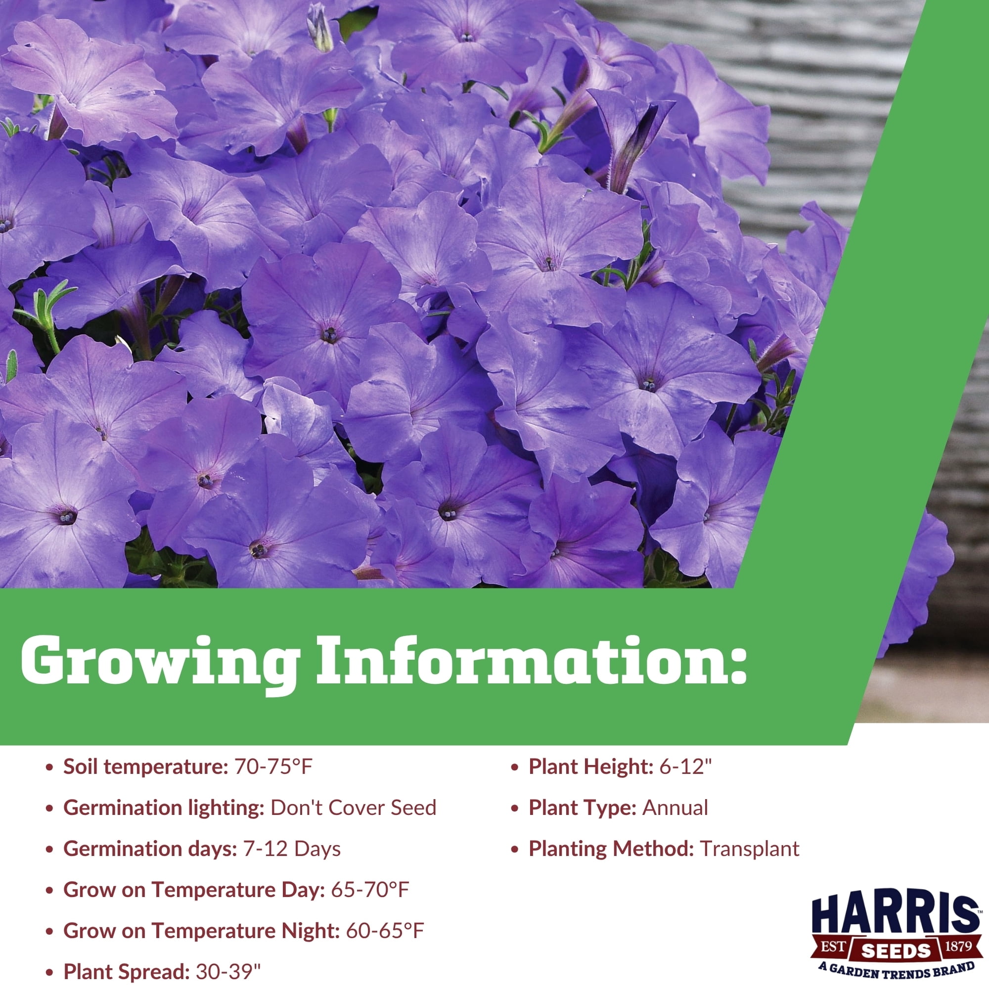 Harris Seeds Easy Wave Lavender Sky Blue F1 Petunia, Trailing Flowering Annual for Baskets and Containers, 100 Count