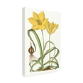 thumbnail image 2 of Trademark Fine Art 'Curtis Tulips VIII' Canvas Art by Curtis, 2 of 3
