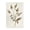 Neutral Garden Botanics, variant on Stupell Industries Scandinavian Garden Botanics Sprig Black Framed Giclee Art, 12 x 18, by Janice Gaynor