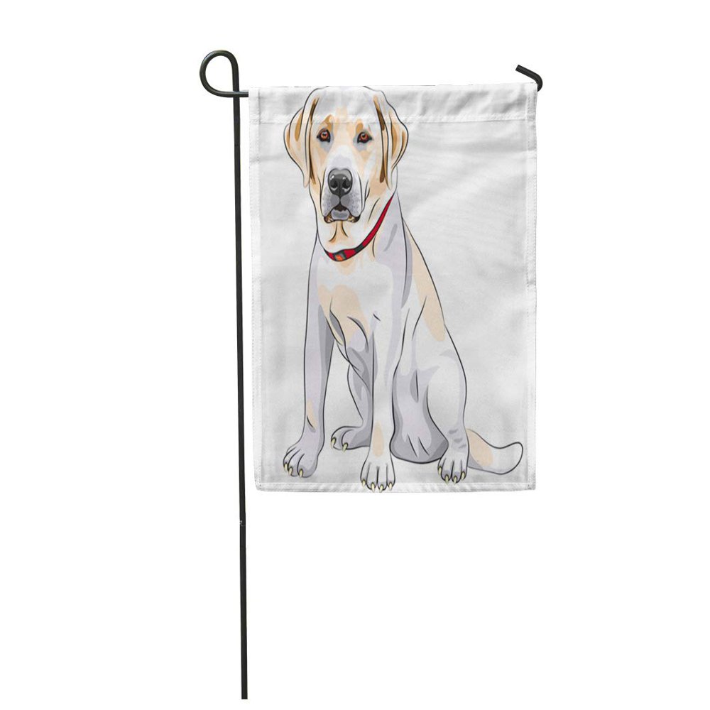 KDAGR Lab Portrait of Serious Yellow Dog Breed Labrador Retriever