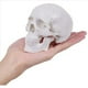 thumbnail image 2 of 3X Mini Modelo de Cráneo Humano, Modelo de Cráneo Anatómico de 3 Partes con Tapa de Cráneo Extraíble y Mandíbula Articulada, 2 of 5