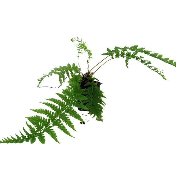 Lady in Red Hardy Fern - femina - Athyrium filix - 4" Pot